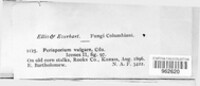 Preussia vulgaris image